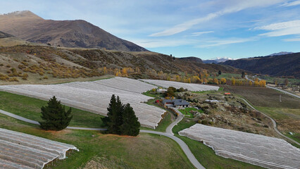 Obraz premium Aerial view of a Queenstown vineyard with bird netting and mountains