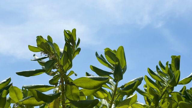 Lush Green Scaevola Taccada Leaves Against a Clear Blue Sky in Phuket