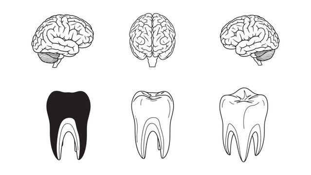 Set Of Brain And Tooth Anatomy Icons On Black Background