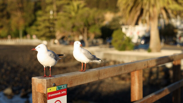 Two Red-Billed Gulls Perched on a Wooden Jetty Railing at Sunset