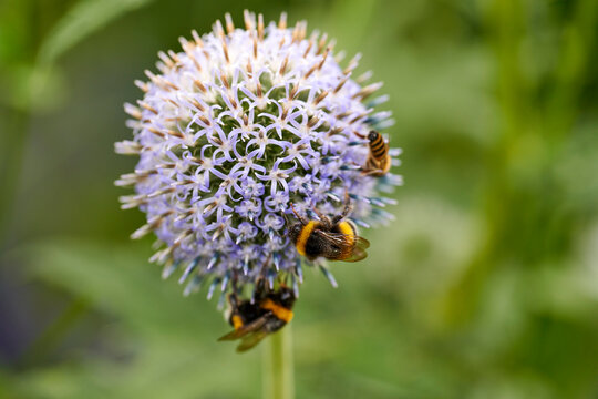 Spring, bees or purple flower in nature with pollen, growth or sustainable environment for ecosystem. Space, animal and insect pollination outdoor with botany, echinops and stalwart perrennial plant.