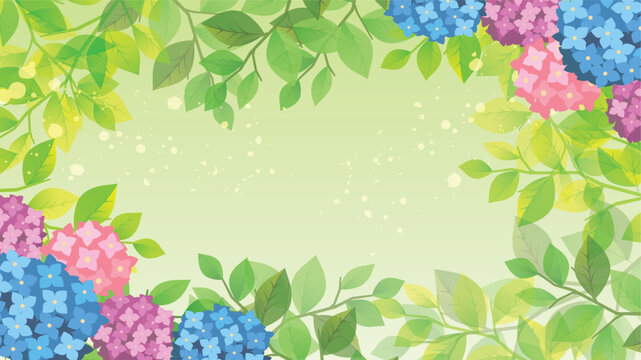 夏の梅雨　紫陽花背景