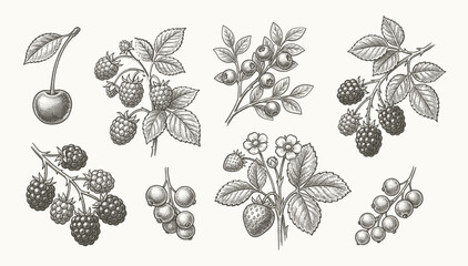 Berry hand drawn vector set fruit botany illustration berries engraving doodle sketch etch line currant raspberry strawberry blueberry cherry gooseberry dessert ingredient black white isolated graphic © bow