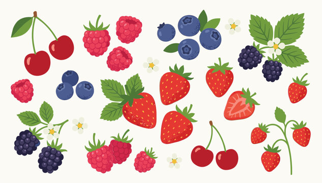 Fresh berry and citrus fruit illustration set with strawberry blueberry raspberry blackberry in detailed flat vector style