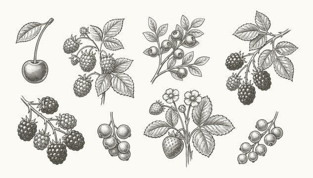 Berry hand drawn vector set fruit botany illustration berries engraving doodle sketch etch line currant raspberry strawberry blueberry cherry gooseberry dessert ingredient black white isolated graphic