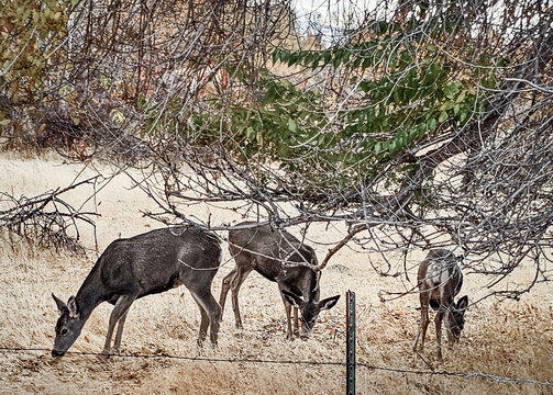Three blacktail deer grazing on dry grass