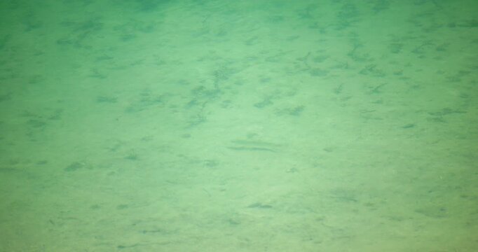 Fish swimming in a lake in Italy
