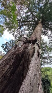 そびえ立つ注連縄が巻かれた荘厳な御神木（丹生川上神社中社）