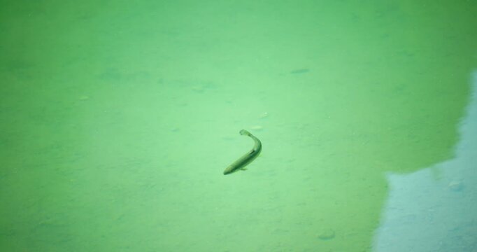 Fish swimming in a lake, Italy
