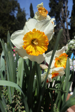 Primo piano di un fiore di narciso bianco con corona centrale arancione e gialla fiorito in giardino sotto il sole primaverile