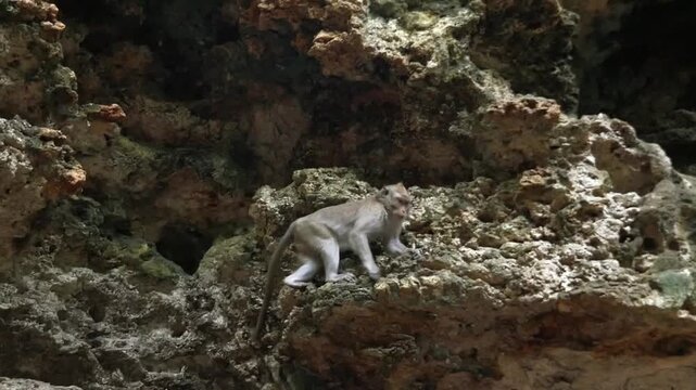 A monkey in the cave area habitat