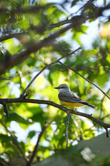 Obraz premium Western Kingbird perched in a tree 