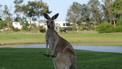 Alert Kangaroo Standing in Grassy Field Near Water and Distant Buildings © blueringmedia