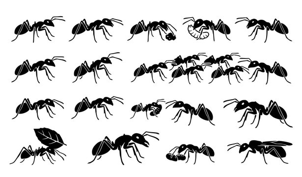 Black ant insect silhouettes vector set ant colony fauna illustration collection