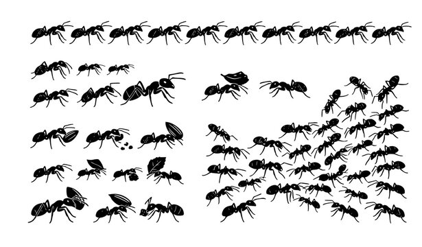 Ant colony silhouettes black vector insect fauna species collection