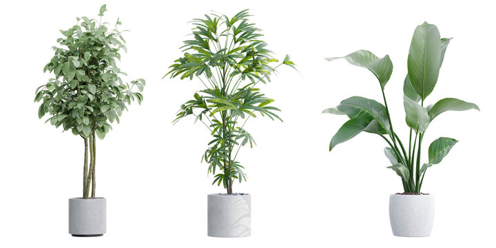 Set of realistic green potted houseplants for modern interior design and home decoration isolated on transparent background 3d rendering png