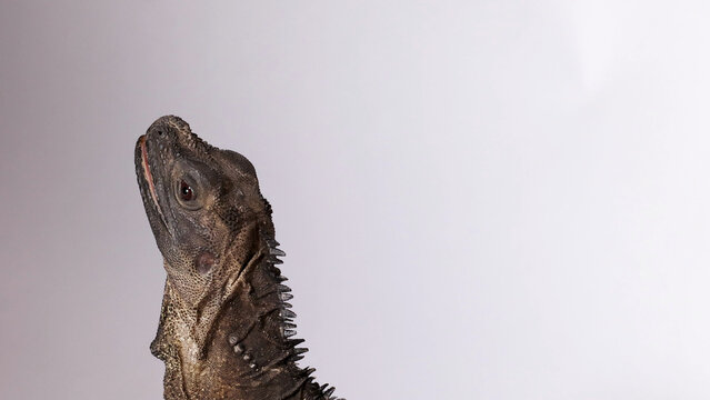 Close Up Profile of a Hydrosaurus Lizard Against White Background