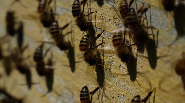 Bees cool and ventilate their home.
By flapping their wings, bees direct air currents towards the wall of the hive and its entrance.
