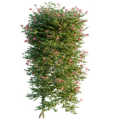 Naklejka premium Campsis grandiflora tree, elevation, front view, cutout, transparent background, isolate, Vibrant Pink Hibiscus Flower Close-Up, Delicate Petals, Natural Beauty, Floral Detail