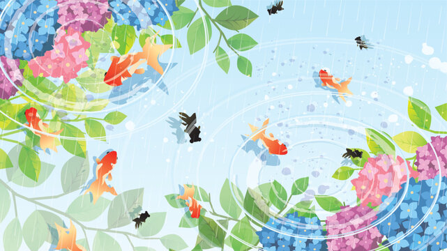 夏の梅雨　紫陽花背景