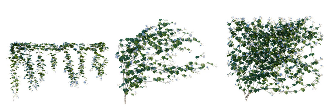 Ipomoea nil tree, elevation, front view, cutout, transparent background, isolate, Lush Green Vine with Delicate Flowers - Detailed Botanical Illustration for Nature Themes