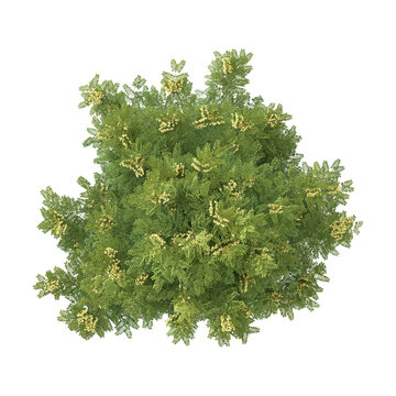 3d illustration of Cassia javanica plant isolated on transparent background from top view