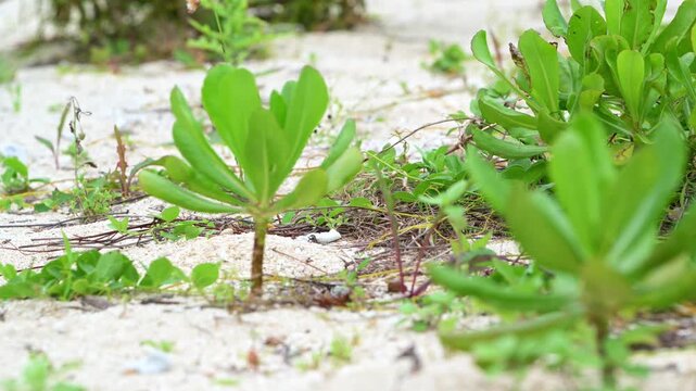 白い砂浜に自生する瑞々しい海浜植物の緑（生命力・エコ）