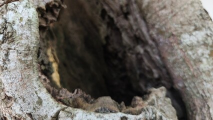 High-resolution close-up of a hollow tree trunk with rugged natural wood texture, ideal for rustic backgrounds, environmental concepts, outdoor branding, and organic design projects. © M MUSHTHOFA MAHFUD