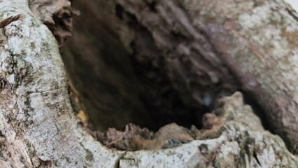 High-resolution close-up of a hollow tree trunk with rugged natural wood texture, ideal for rustic backgrounds, environmental concepts, outdoor branding, and organic design projects. © M MUSHTHOFA MAHFUD