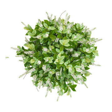 3d illustration of Sixteen candles summersweet plant isolated on transparent background from top view