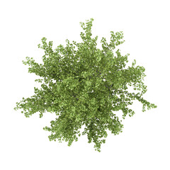 Obraz premium 3d illustration of walnut plant isolated on transparent background from top view