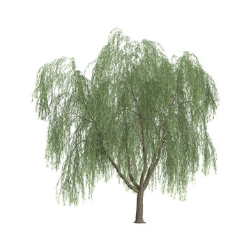 3d illustration of Weeping willow plant isolated on transparent background