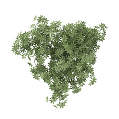 Fototapeta premium 3D rendering of Dwarf umbrella plant on transparent background from top view