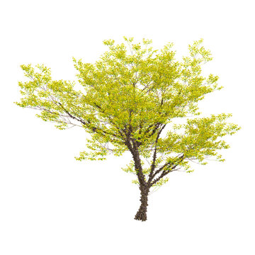 3d Rendering Of European ash plant on Transparent Canvas