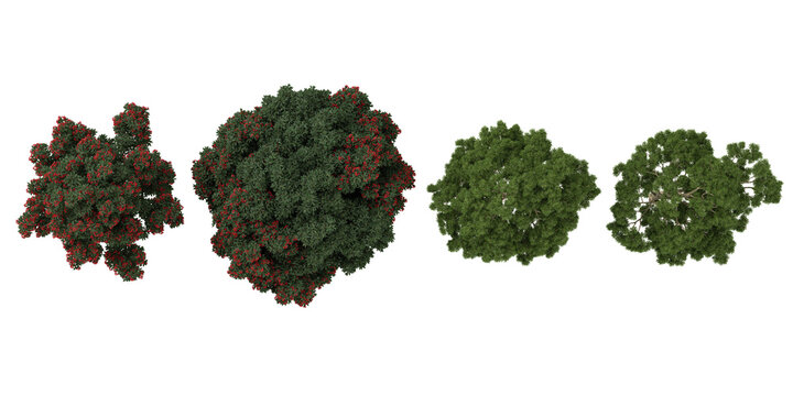 Set of Corymbia,Eucalyptus plants on transparent background from the top view
