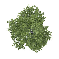 Obraz premium 3d rendering of silver birch isolated on transparent Canvas from top view