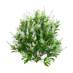 Obraz premium 3D rendering of Sixteen candles summersweet plant on transparent background