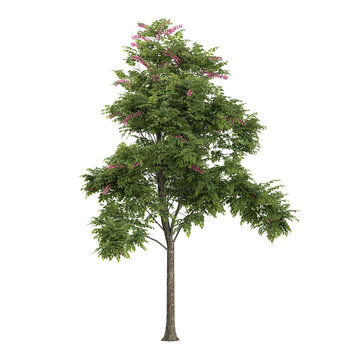 collection of Cassia javanica plant with realistic style