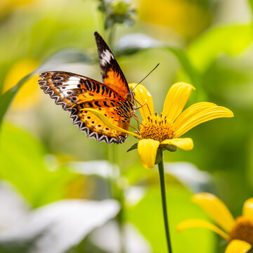 Butterfly collecting nectar from yellow flower in nature