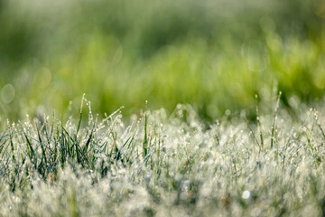 Naklejka premium Wet summer green grass background
