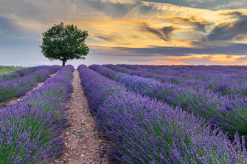 Naklejka premium Beautiful landscape of lavender filed in Provence - France