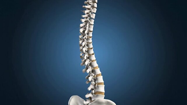 Detailed CGI Visualization of Human Spine Anatomy with S-Shaped Curvature Against Dark Blue Gradient Background for Medical and Educational Use