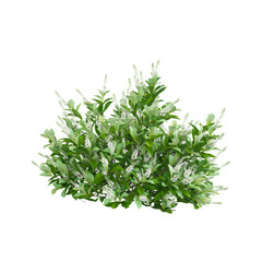 Obraz premium collection of Sixteen candles summersweet plant with realistic style