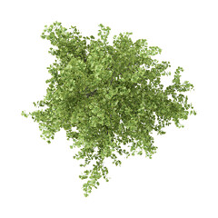 Obraz premium collection of walnut plant on transparent canvas from top view