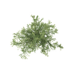 collection of Weeping willow plant on transparent canvas from top view © Fouzia