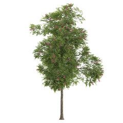 Fototapeta premium Isolated Cassia javanica plant on transparent canvas
