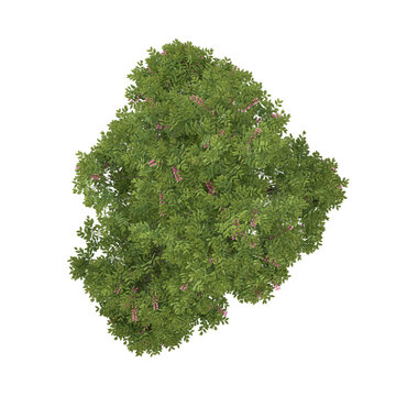 Isolated Cassia javanica plant on transparent canvas from top view