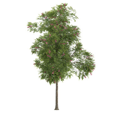 Isolated Cassia javanica plant on transparent canvas