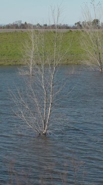 Vertical Footage of Flooded Trees Near Levee