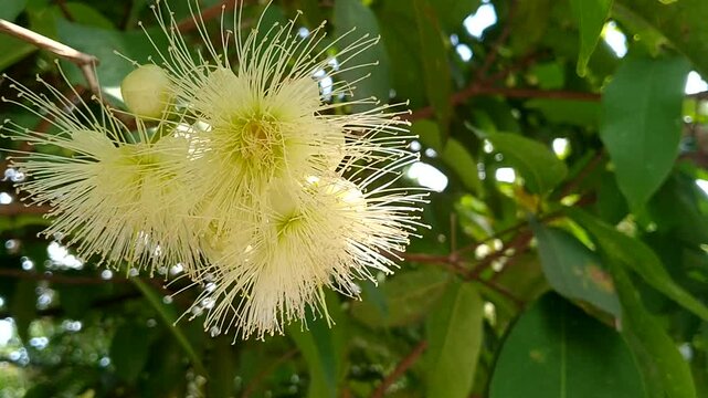 Health Benefits of Rose Apple Nutrition and Calories of Syzygium Samarangense